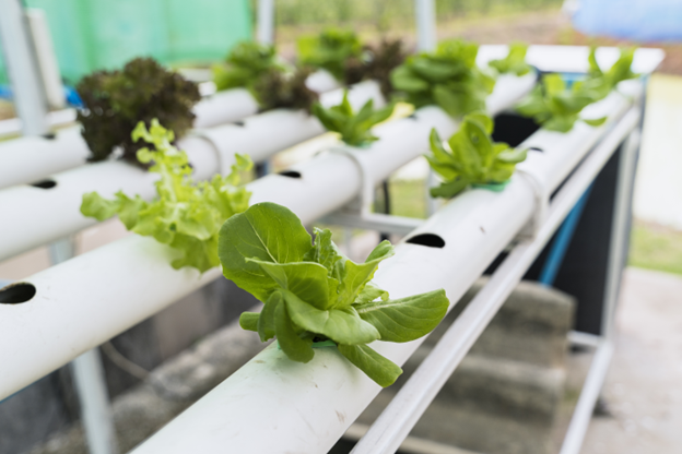 Exploring the 3 Aquaponic Cultivation Methods: Raft, Nutrient Film, Substrate Bed, and Onuà World's Innovative Garden