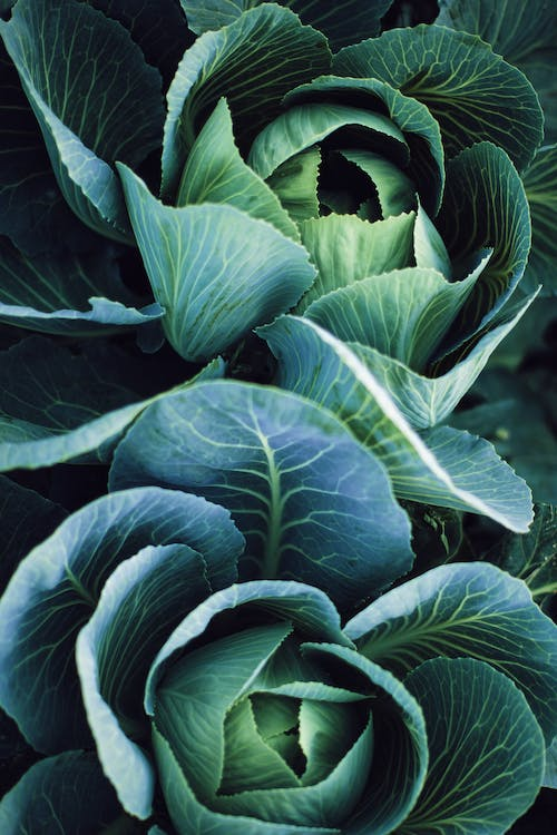 Permaculture and Aquaponics: A Harmonious Duo for Sustainable Agriculture