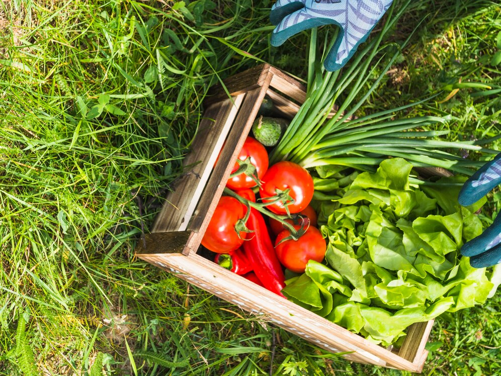 Growing Vegetables at Home: A Growing Necessity or a Passing Trend?