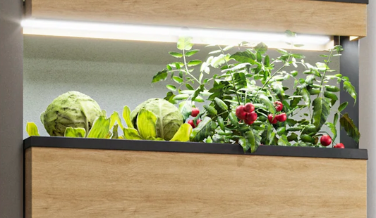 Indoor SmartAquaponics system has a capacity to grow more than 50 crops.