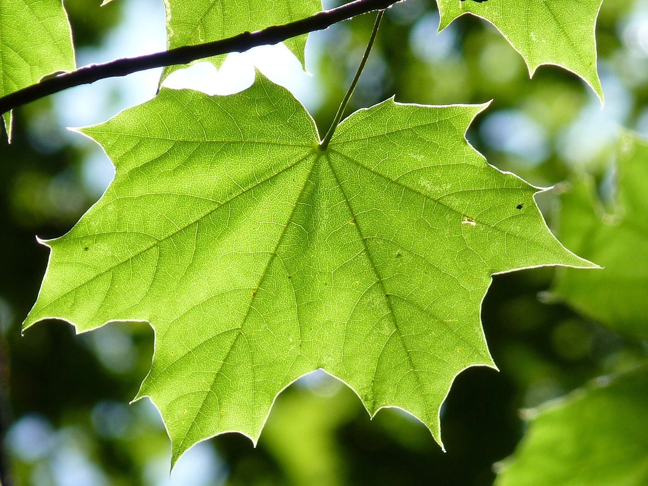 Let’s Green Our Neighborhood