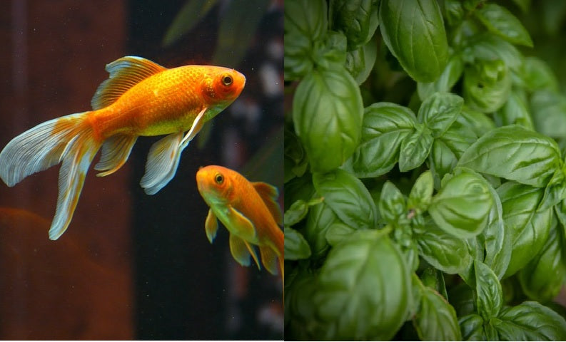 Introduction to Aquaponics : Unlock the Potential of Your Smart Garden