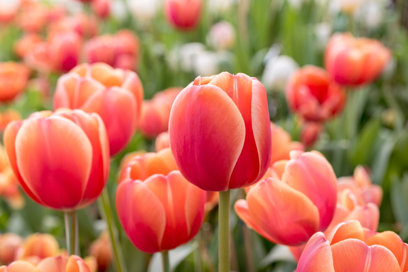 Planting Tulip Bulbs: Cultivate Beauty in Your Aquaponics Garden